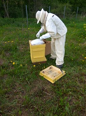 Фото 2. Продам пчелопакеты карпатских пчел (от ₽4500)