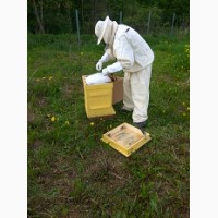 Продам пчелопакеты карпатских пчел (от ₽4500)
