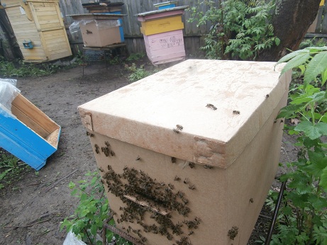 Фото 3. Продам пчелопакеты карпатских пчел (от ₽4500)