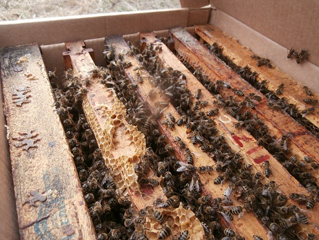 Фото 4. Продам пчелопакеты карпатских пчел (от ₽4500)