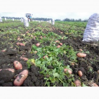 Картофель, урожай 2018