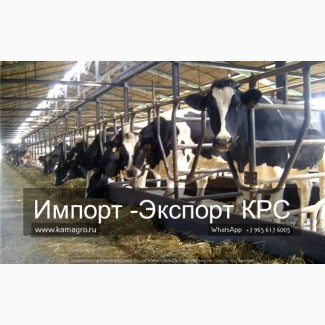 Продажа племенных породКРС живым весом молочного направления, Нетели, Коровы из РФ в Ясуд