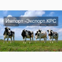 Продажа племенных породКРС живым весом молочного направления, Нетели, Коровы из РФ в Ясуд