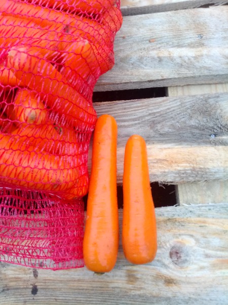 Продаём морковь сорт Каскад оптом от фермера