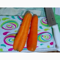 Продаём морковь сорт Каскад оптом от фермера