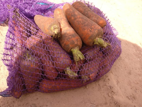 Фото 3. Продаём морковь сорт Каскад оптом от фермера