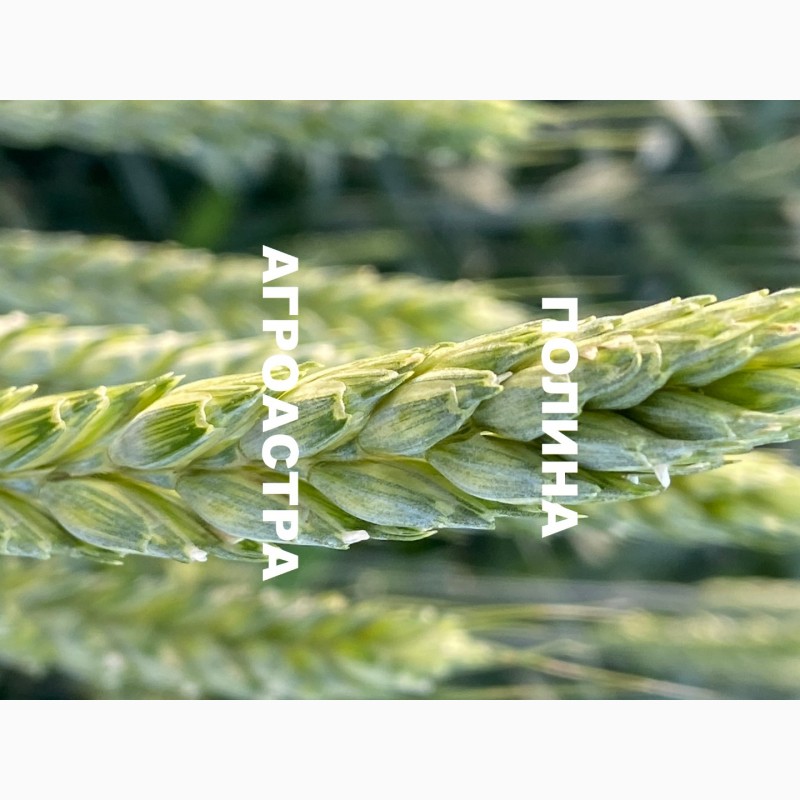 Фото 2. ООО Агроастра предлагает приобрести семена озимой пшеницы ДОНСКОЙ СЕЛЕКЦИИ