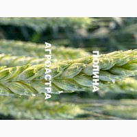 ООО Агроастра предлагает приобрести семена озимой пшеницы ДОНСКОЙ СЕЛЕКЦИИ