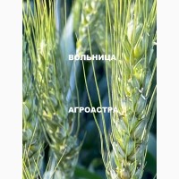 ООО Агроастра предлагает приобрести семена озимой пшеницы ДОНСКОЙ СЕЛЕКЦИИ