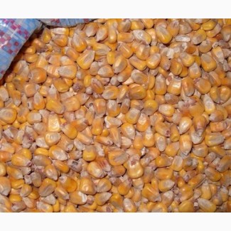 Кормовое зерно с доставкой в Новгородскую область: ячмень, пшеница, овес, кукуруза, шрот