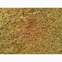 Кормовое зерно с доставкой в Новгородскую область: ячмень, пшеница, овес, кукуруза, шрот