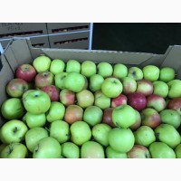 Яблоки оптом от фермерского объединения Белоруссии