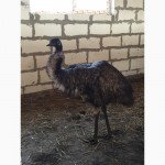 Продам страусов африканских и австралийских эму