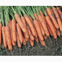 Морковь ОПТОМ от производителя 11р/кг
