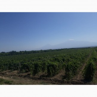 Армянский виноград