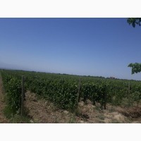Армянский виноград