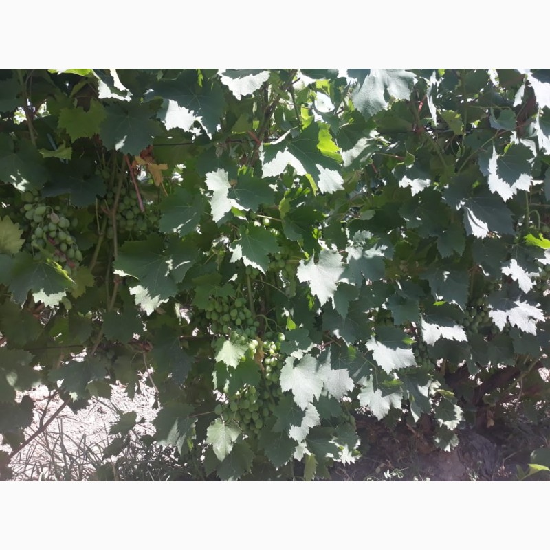 Фото 3. Армянский виноград
