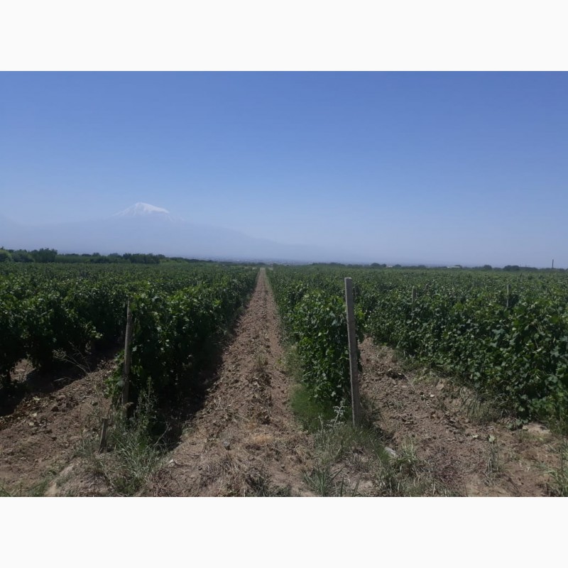 Фото 4. Армянский виноград