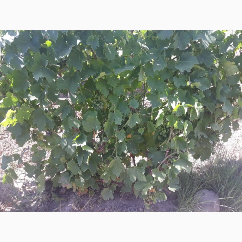 Фото 5. Армянский виноград