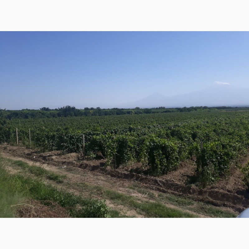 Фото 6. Армянский виноград