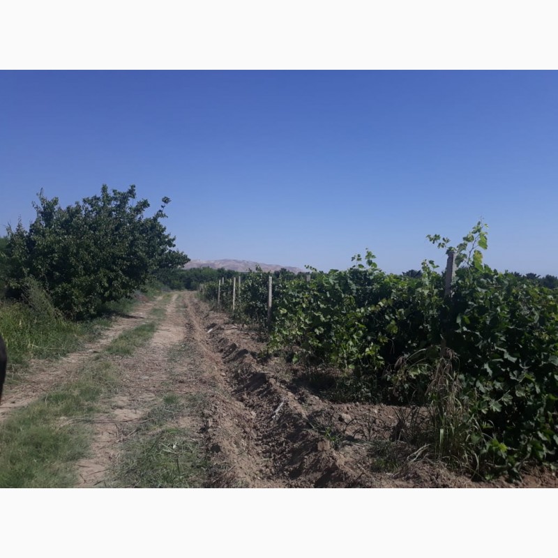 Фото 7. Армянский виноград
