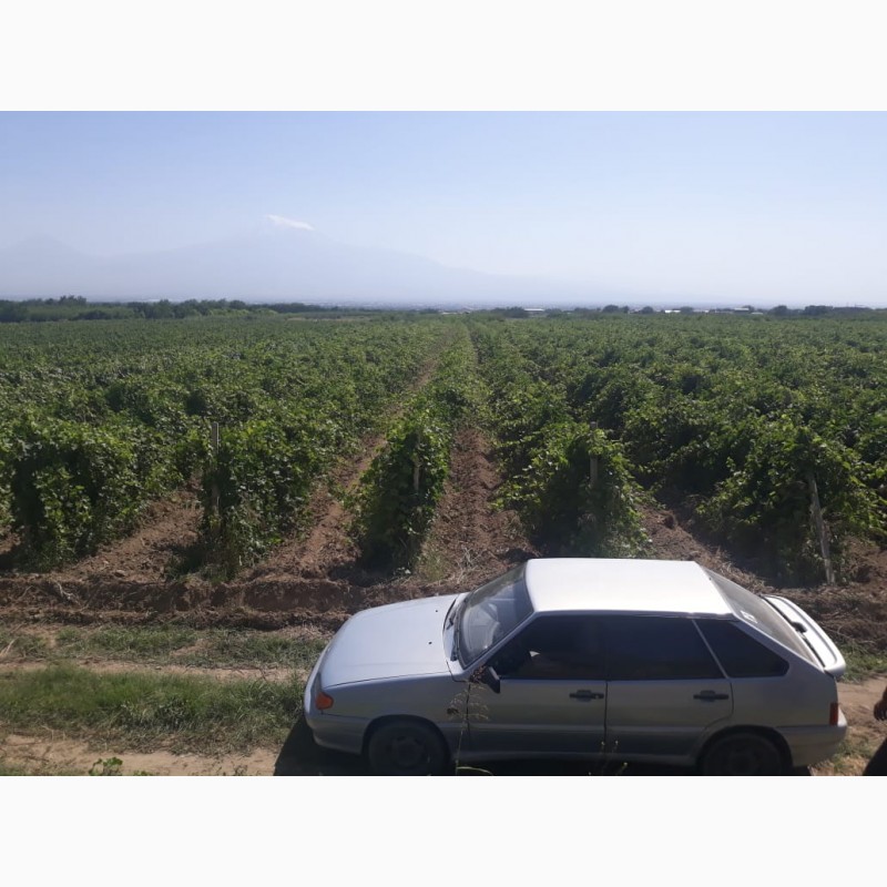 Фото 8. Армянский виноград
