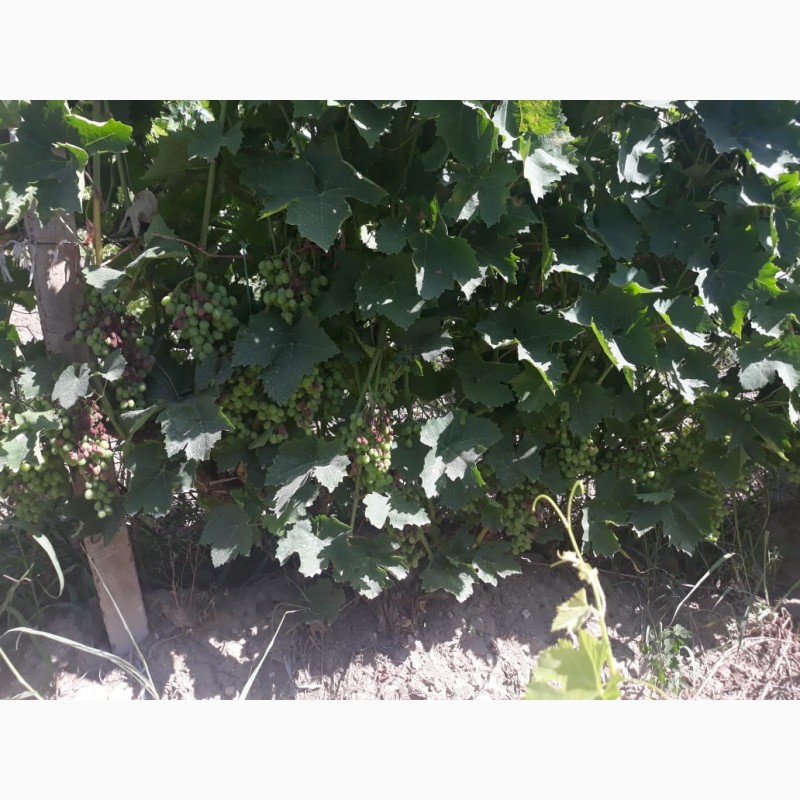 Фото 9. Армянский виноград