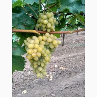 Продам виноград Августин (Плевен) опт, от производителя, цена договорная