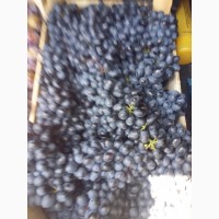 Виноград черный Молдова
