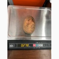 Крупный картофель от 270 гр., сорт Вектор