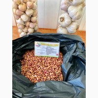 Продам семена чеснока и посадочный материал