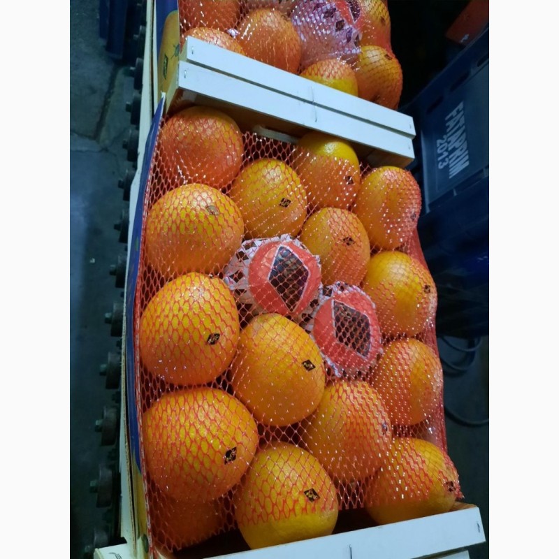 Фото 2. Апельсины, сорт Навель, Марокко