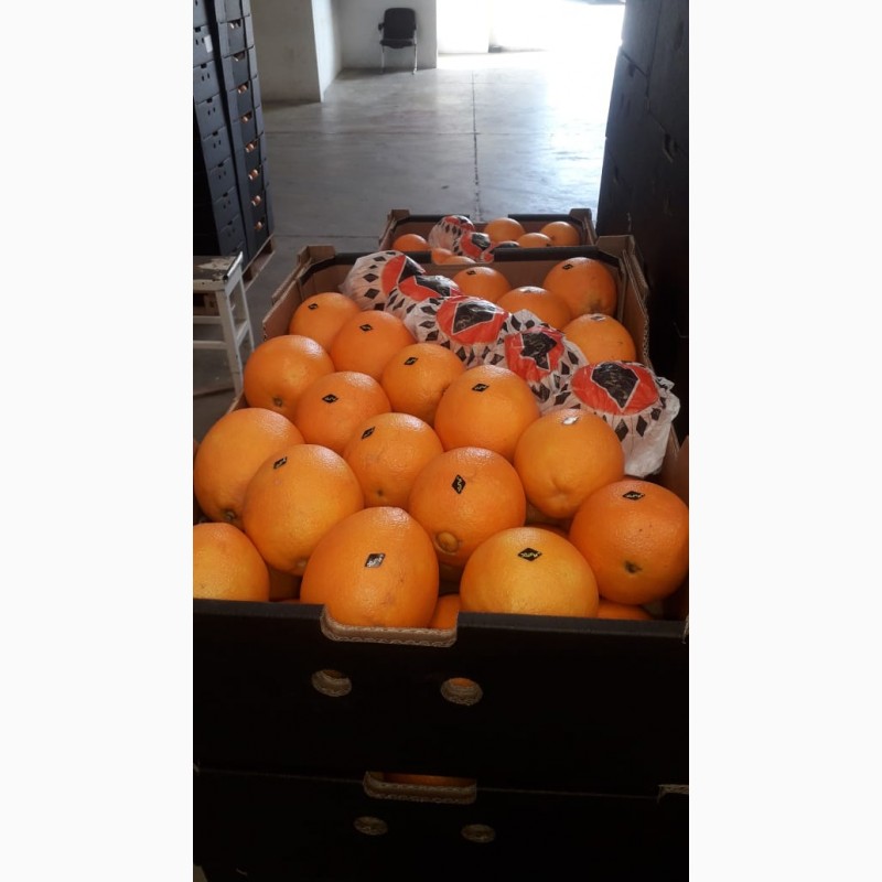 Фото 3. Апельсины, сорт Навель, Марокко