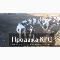 Продажа племенных нетелей с продуктивностью от 7000 за лактацию из России в Армению
