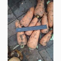 Продаем морковь оптом из Ростовской области