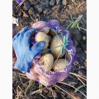 Продаём урожай картофеля оптом от фермерства