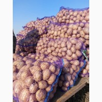 Продаём урожай картофеля оптом от фермерства