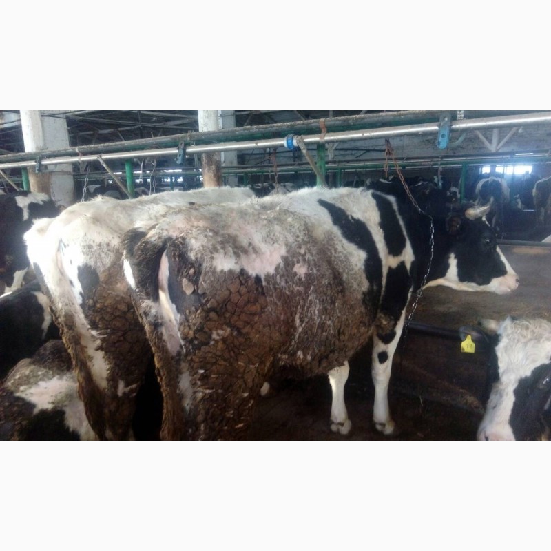 Фото 3. Мясокомбинат закупает коров выбраковку на убой