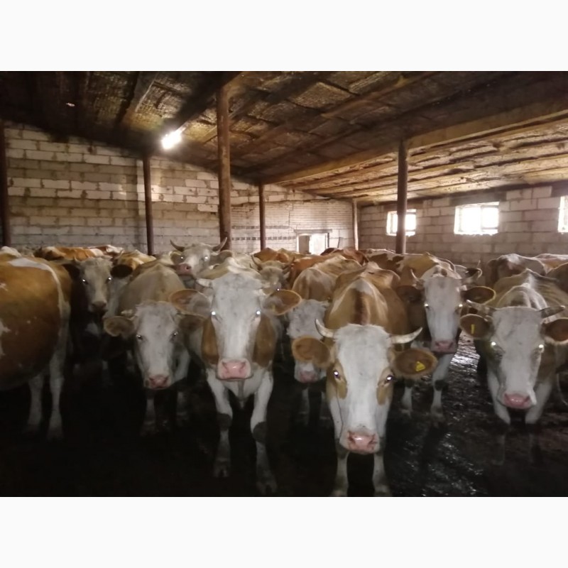 Фото 7. Мясокомбинат закупает коров выбраковку на убой