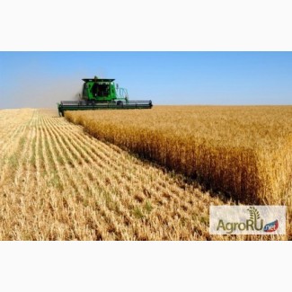 Кукуруза и другие кормовые доставка по области