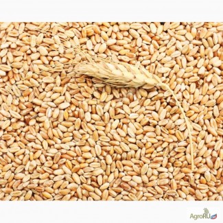 Пшеница отборная для проращивания