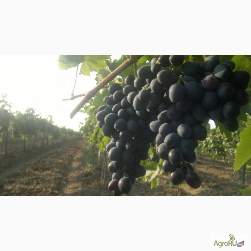 Фото 3. Продам виноград столовых и технических сортов