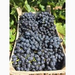 Продам виноград столовых и технических сортов