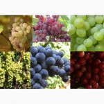 Продам виноград столовых и технических сортов