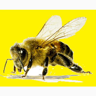 Пчёлы для лечения пчелиным ядом (СПб)