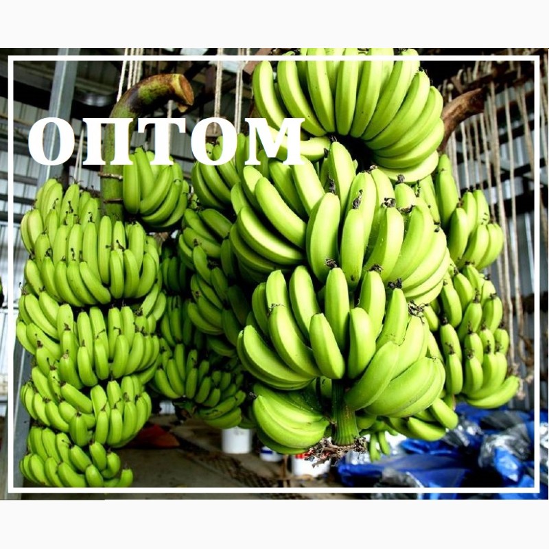 Бананы зелёные ОПТом от производителя (Эквадор) от 20 тонн