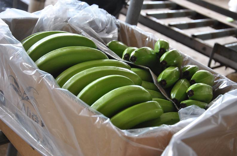 Фото 3. Бананы зелёные ОПТом от производителя (Эквадор) от 20 тонн
