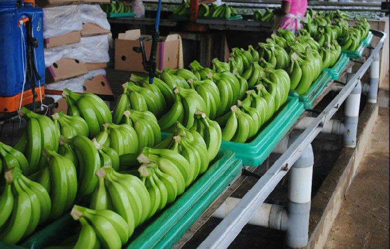 Фото 4. Бананы зелёные ОПТом от производителя (Эквадор) от 20 тонн