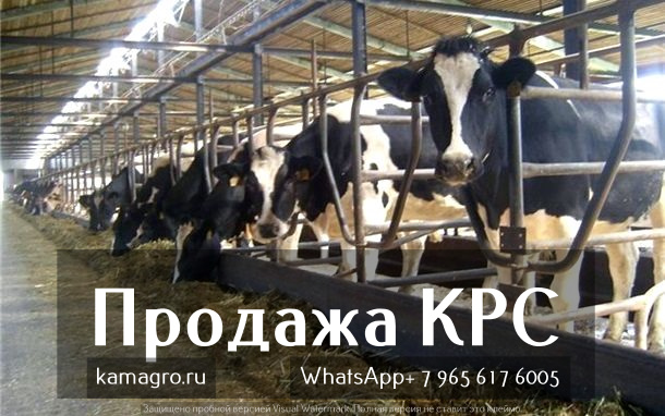 Фото 2. Продажа коров дойных, нетелей молочных пород в -Азербайджан