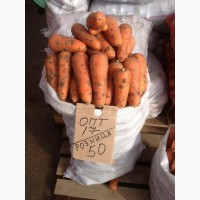 Морковь сорт абако и каскад